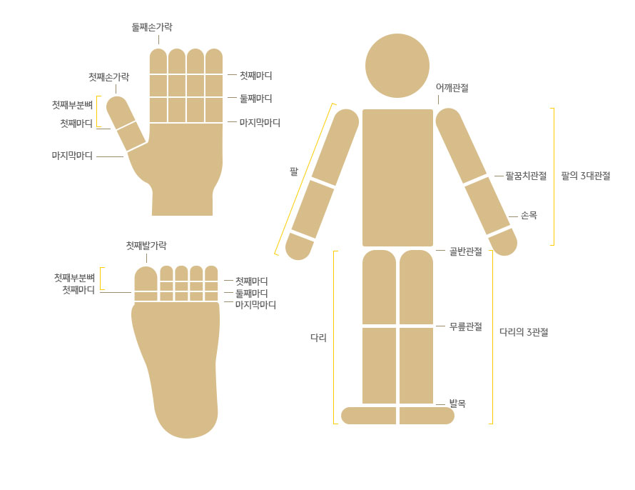 신체부위 설명도 - 다음 콘텐츠 내용 참고